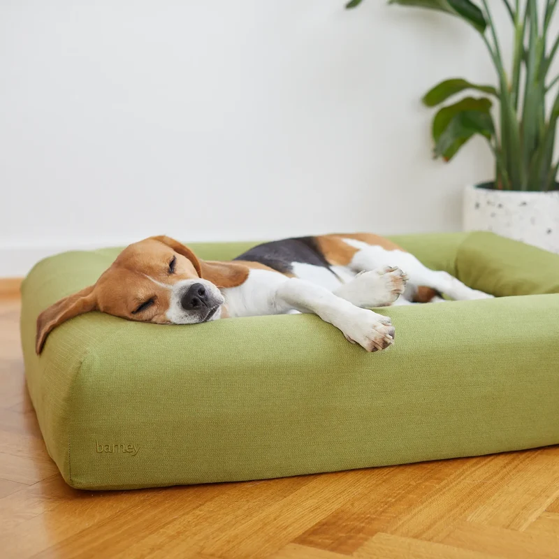 Basics Cover in Kiwi: a Beagle asleep on a lime-green Barney Bed, head resting on the bolster.