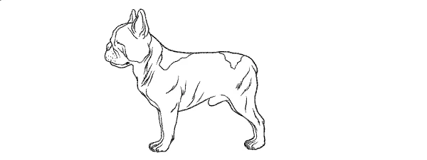 Line drawing of a French Bulldog, showing the dog size for a Medium Barney Bed