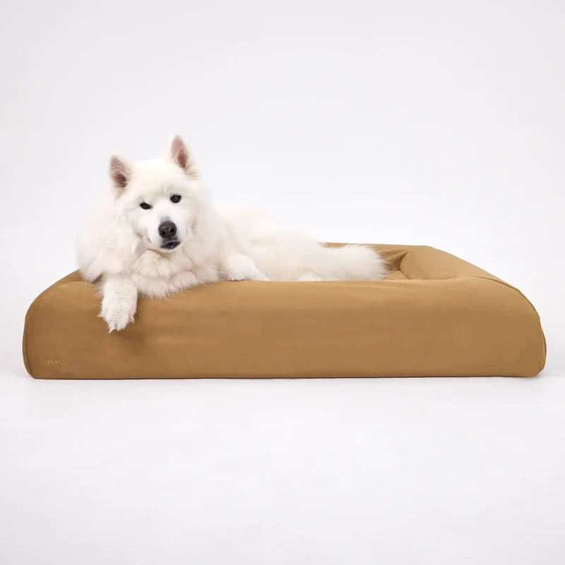 Butter Slip Cover in Peanut: a white Samoyed lying on a caramel Barney Bed, one paw hanging over the bolster.