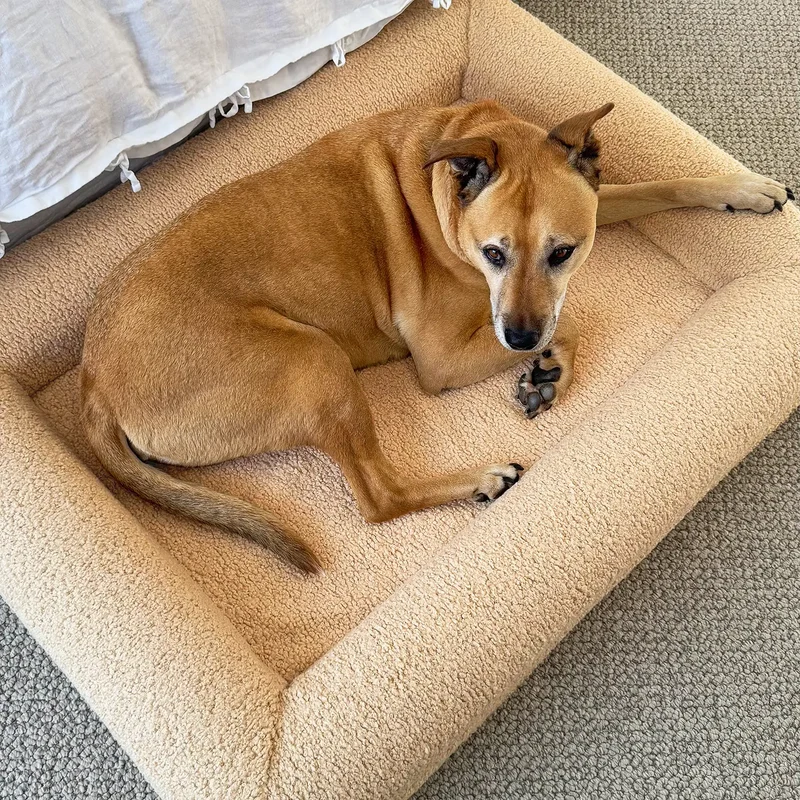 Teddy Cover in Rice Pudding on a Large Barney Bed: Dusty the Staffy x Kelpie lying on it, looking up, seen from above.