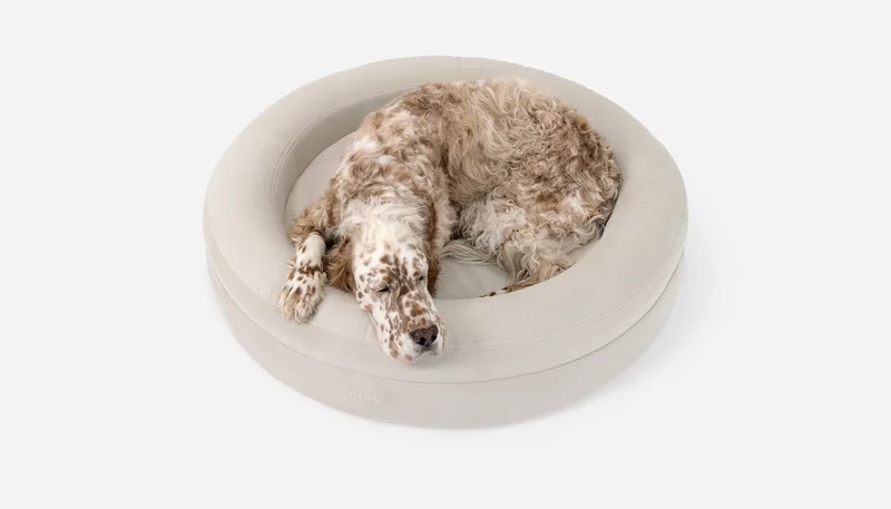 Round BarneyCurl Bed in off-white, with an English setter curled up asleep in it.
