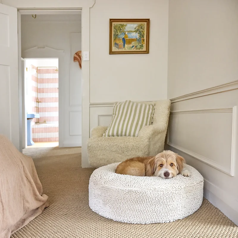 Barneycles Cover Curl in Sugarloaf: a shaggy tan and white Bordoodle resting in the round cream chenille bed in a bedroom.