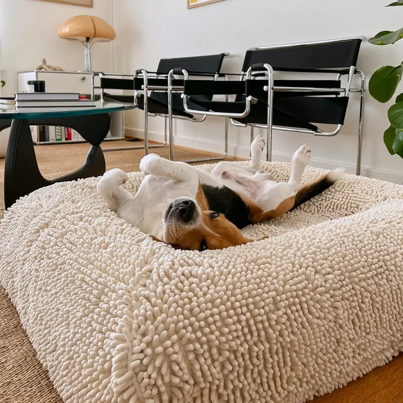 Barneycles Towel Cover in Sugarloaf: a Beagle on its back, paws in the air, on a shaggy cream Barney Bed in a living room.