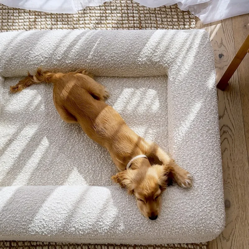 Small dog relaxing on a white pet bed