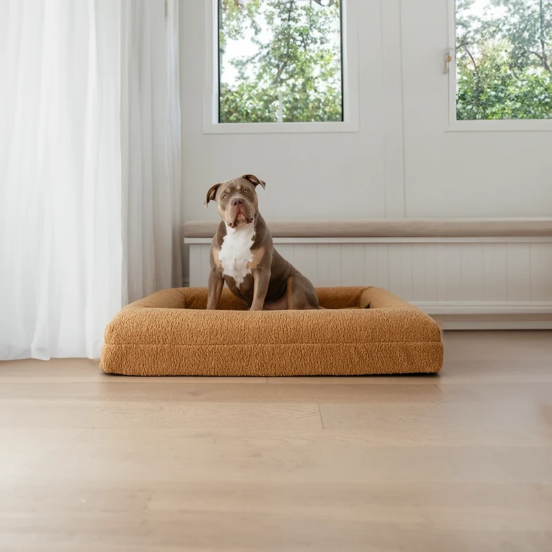 Staffy sitting on a Large Barney Bed in a Teddy Cover in Golden by a window