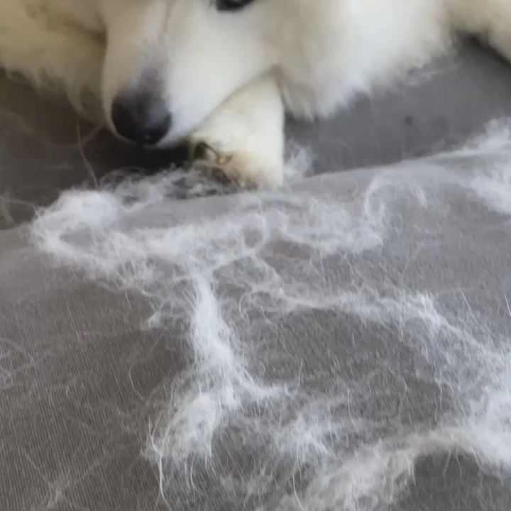 Video: a fluffy white dog lies beside clumps of its shed white fur on a gray bed cover, the hair the Furfy lifts.