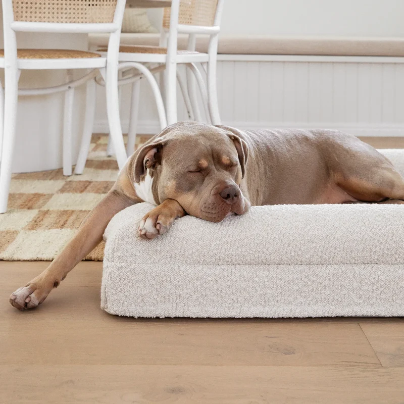 A gray-brown bully-breed dog asleep with its chin and paw over the edge of an off-white bouclé Barney Bed.