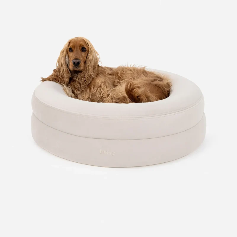 Moose the Cocker Spaniel (30lbs) on the Medium BarneyCurl