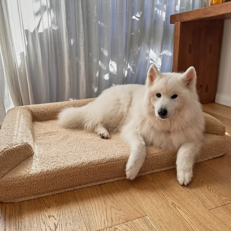 Arthur-Itis Cover in Rice Pudding: a white Samoyed lying on a Large Barney Bed, front paws over the low open front.