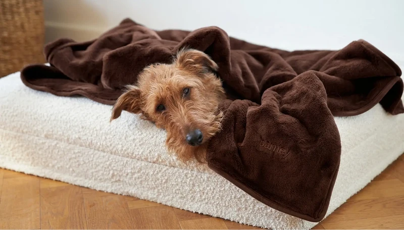 Scruffy terrier peeking out from under a dark brown Mud Blanket on a white bouclé bed.