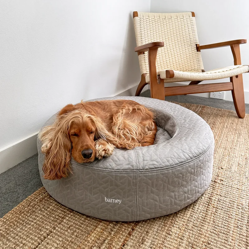 Cocker Spaniel resting on a silver cooling curl dog bed