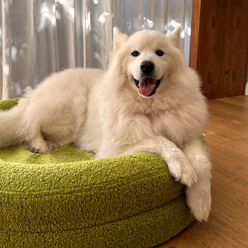 Teddy Cover Curl in Matcha on a large BarneyCurl: a fluffy white Samoyed lying on it, a paw over the rim, looking at the camera.
