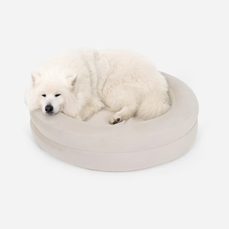 Signature Cover Curl in Bone on a large BarneyCurl: a fluffy white Samoyed curled up dozing, chin on the rim.