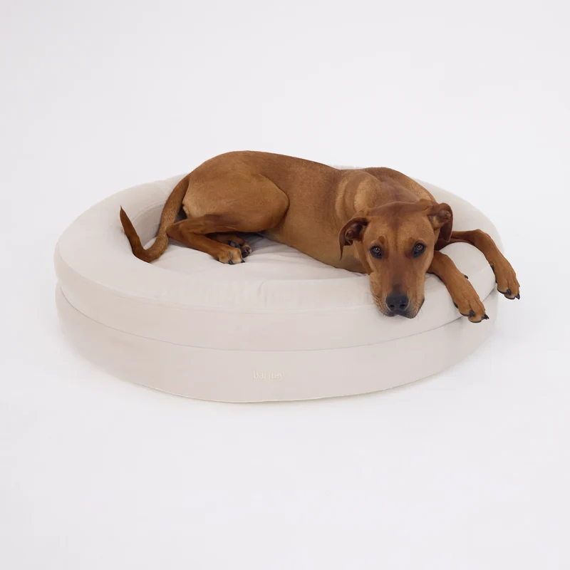Signature Cover Curl in Bone: a tan short-haired dog lying in a round off-white bed, chin and paws over the rim.