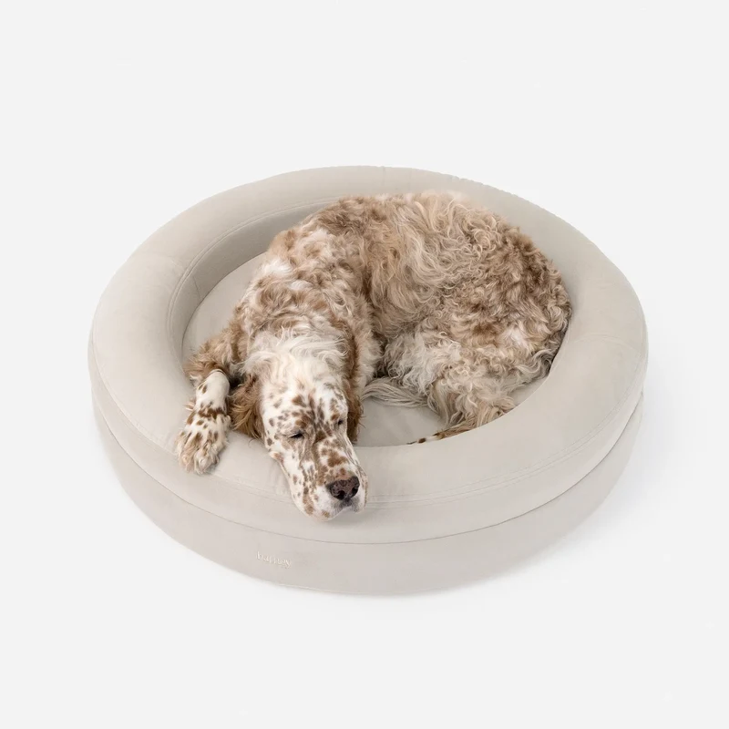 Signature Cover Curl in Bone on a large BarneyCurl: a shaggy English Setter curled up asleep, head and a paw over the rim.