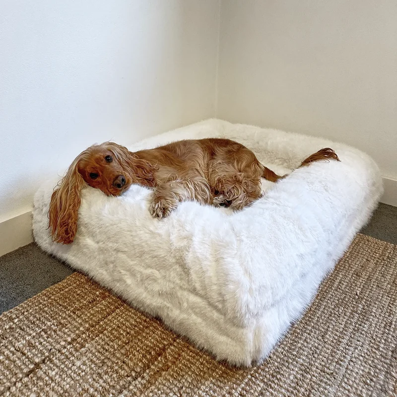 Fur Cover in Chibby on a Medium Barney Bed: a red Cocker Spaniel lying on the white faux fur in the corner of a room.