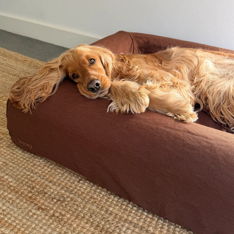 Linen Cover in Moose on a Medium Barney Bed: a red Cocker Spaniel lying with its chin on the chocolate brown linen bolster.