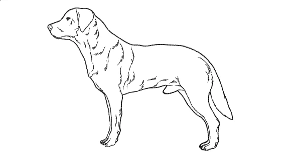Line drawing of a Labrador-sized dog, showing the dog size for a Large Barney Bed
