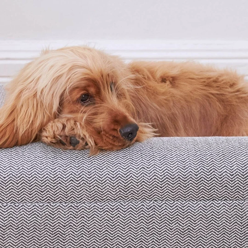Golden dog resting on a grey dog bed