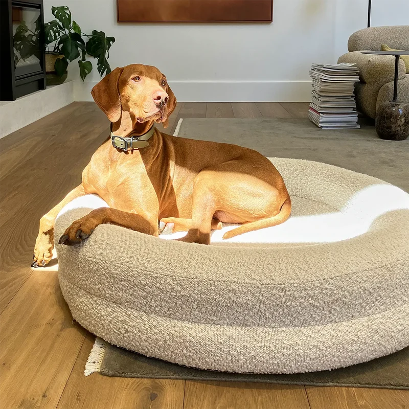 Vizsla lying in a BarneyCurl Bed in a Bouclé Cover Curl in a sunny living room