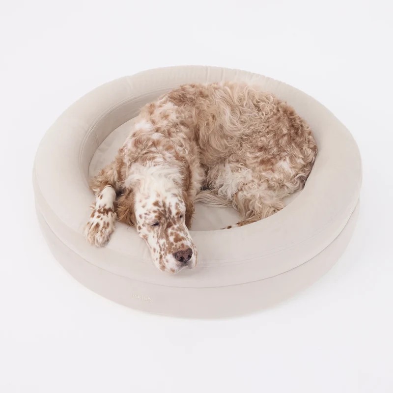 Signature Cover Curl in Bone: an English setter curled up asleep in a large round off-white bed.