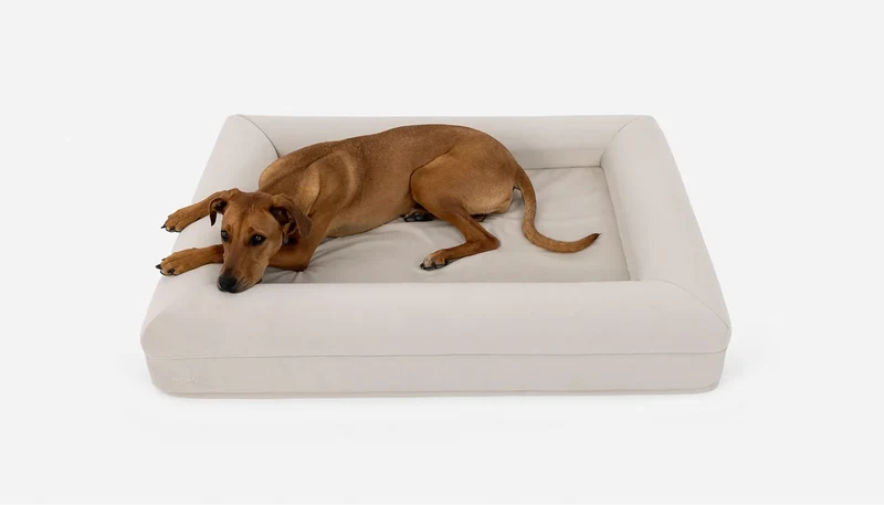 Barney Bed in off-white, with a tan short-haired dog lying on it.