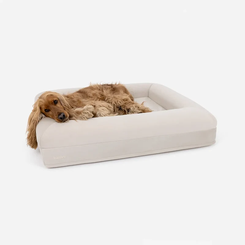 Moose the Cocker Spaniel (30lbs) on the Medium Barney Bed