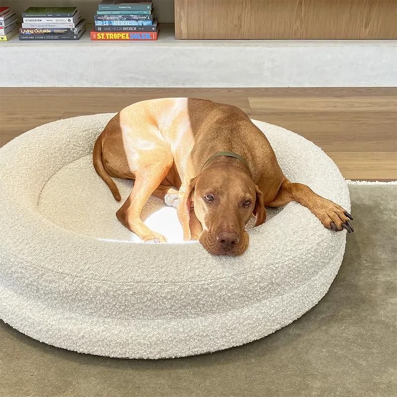 Vizsla curled up in a BarneyCurl Bed in a Bouclé Cover Curl