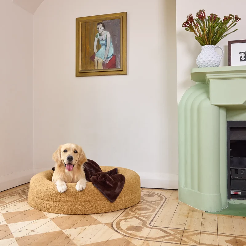 Blanket in Mud: the dark brown faux fur blanket draped over a round golden teddy BarneyCurl, with a Golden Retriever in it.