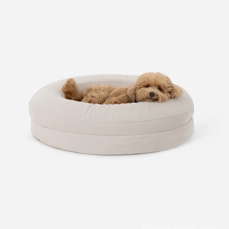 Apricot poodle asleep in a Small BarneyCurl Bed in Bone