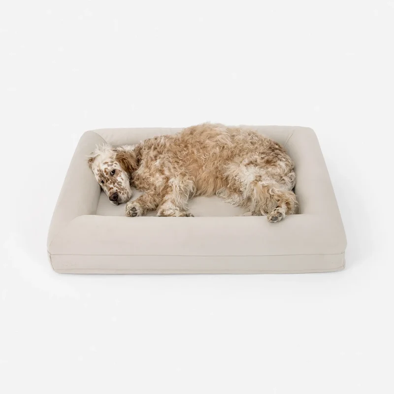 Cusco the English Setter (66lbs) on the Large Barney Bed