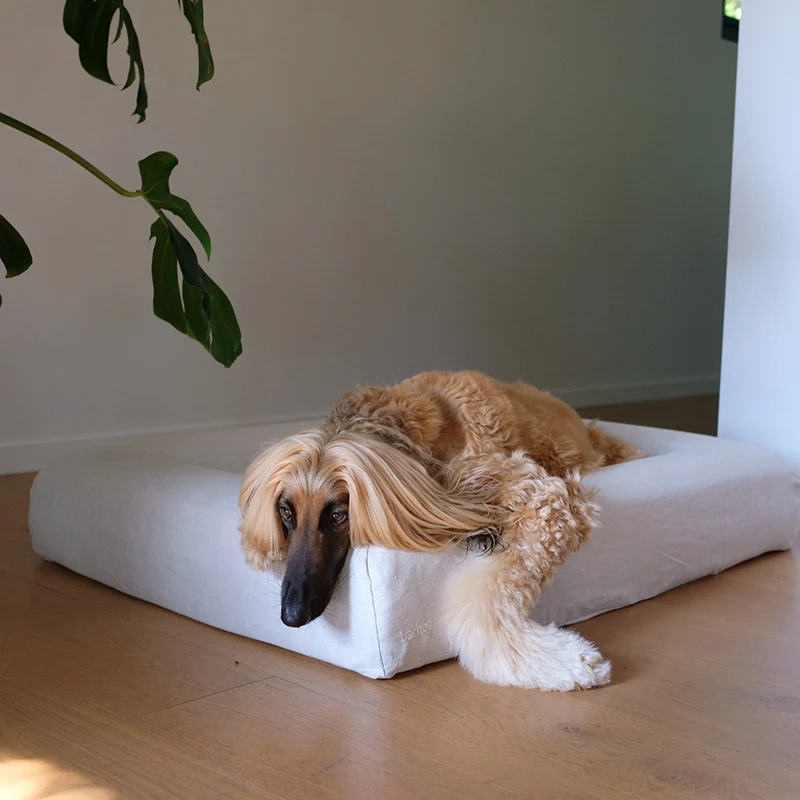 Linen Cover in Oat on a Barney Bed: an Afghan Hound lying with its head and one paw over the off-white linen bolster.