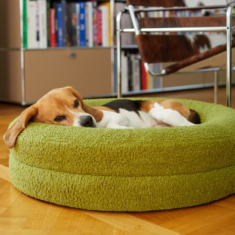 Teddy Cover Curl in Matcha on a medium BarneyCurl: a Beagle curled up with its head on the rim, by a bookshelf.