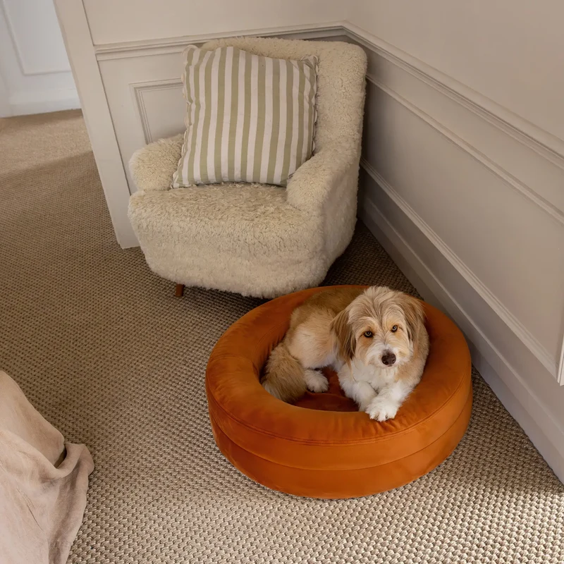 Velvet Cover Curl in Sunset on a Medium BarneyCurl: Barney the Bordoodle lying in it, looking up, seen from above.
