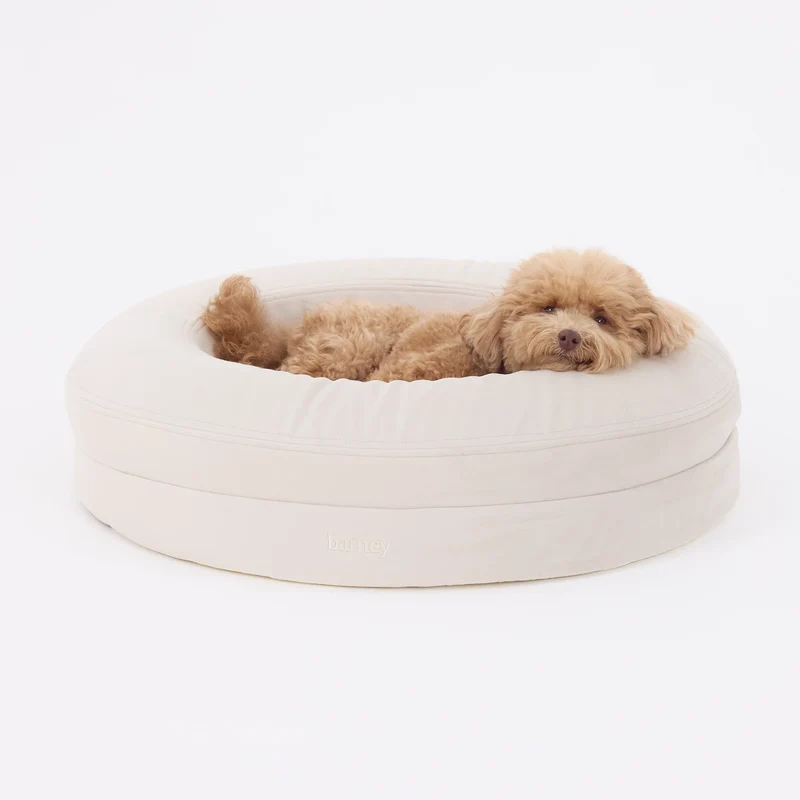 Signature Cover Curl in Bone: an apricot toy poodle lying in a small round off-white bed, head resting on the rim.