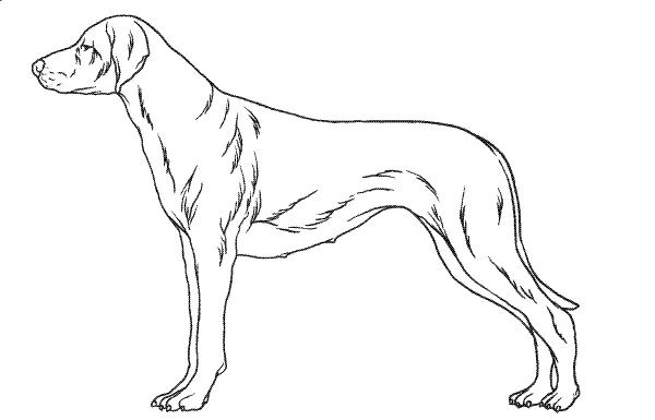 Line drawing of a tall pointer-type dog, showing the dog size for an XL Barney Bed