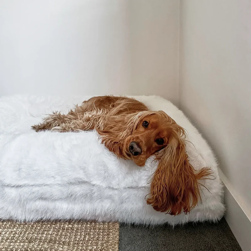 Fur Cover in Chibby on a Medium Barney Bed: a red Cocker Spaniel resting its head on the white faux-fur bolster.