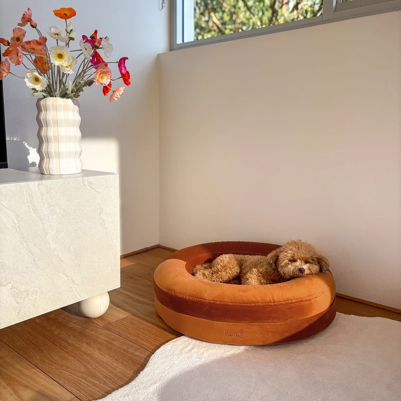 Velvet Cover Curl in Sunset on a Small BarneyCurl: Chewie the Toy Poodle asleep in it in late-afternoon sun.