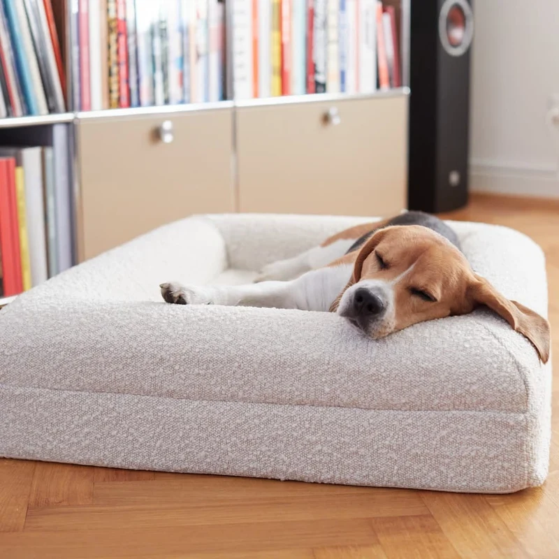 Beagle asleep on a Barney Bed in a Bouclé Cover in front of a bookshelf