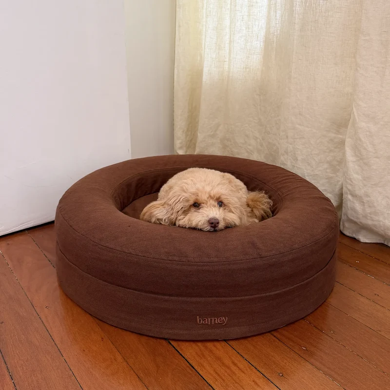 Linen Cover Curl in Moose on a Small BarneyCurl: an apricot Toy Poodle peeking over the rim of the chocolate brown linen bed.