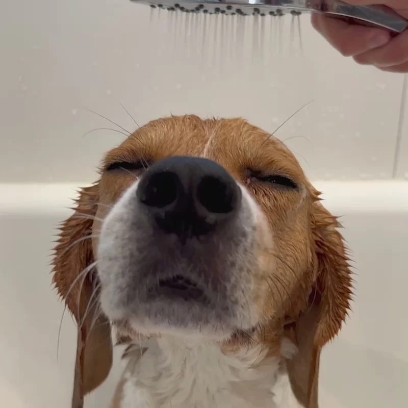 Video: Barneycles Towel Cover in Sugarloaf, opening on a wet Beagle with its eyes closed under a hand-held shower.