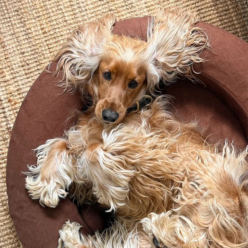Linen Cover Curl in Moose: close-up from above of a red Cocker Spaniel lying belly-up in the chocolate brown linen bed.