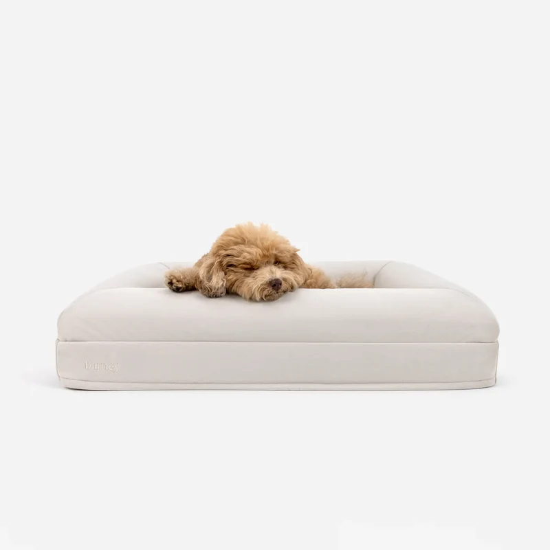 Small Barney Bed in Bone, front view: an apricot Toy Poodle asleep with its chin on the front bolster.