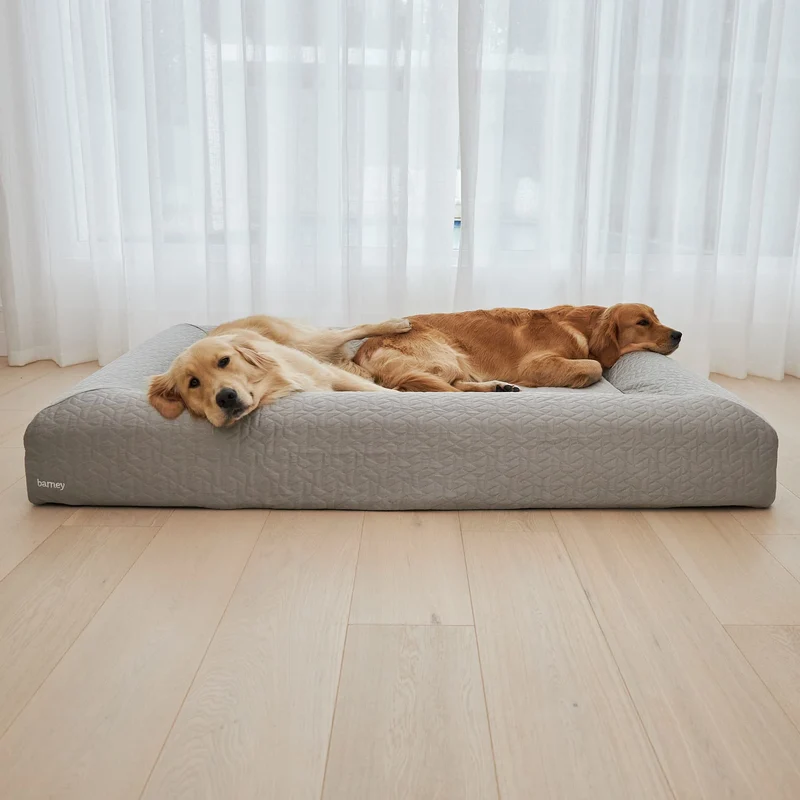 Cooling Cover in Silver on an XL Barney Bed: two Golden Retrievers stretched out on the gray quilted bed by sheer curtains.