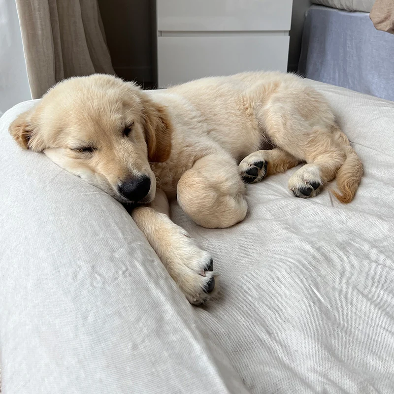 Linen Cover in Oat on a Large Barney Bed: a Golden Retriever puppy asleep with its head on the off-white linen bolster.