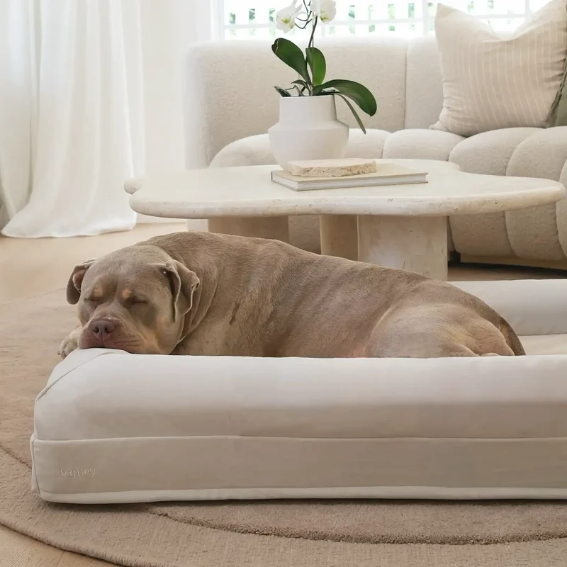 Signature Cover in Bone: a stocky fawn dog asleep with its head on the bolster of an off-white bed in a living room.