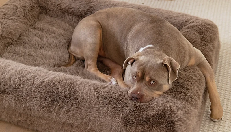Fur Cover in mocha brown faux fur on a Barney Bed, with a gray-brown pit bull-type dog curled up on it.