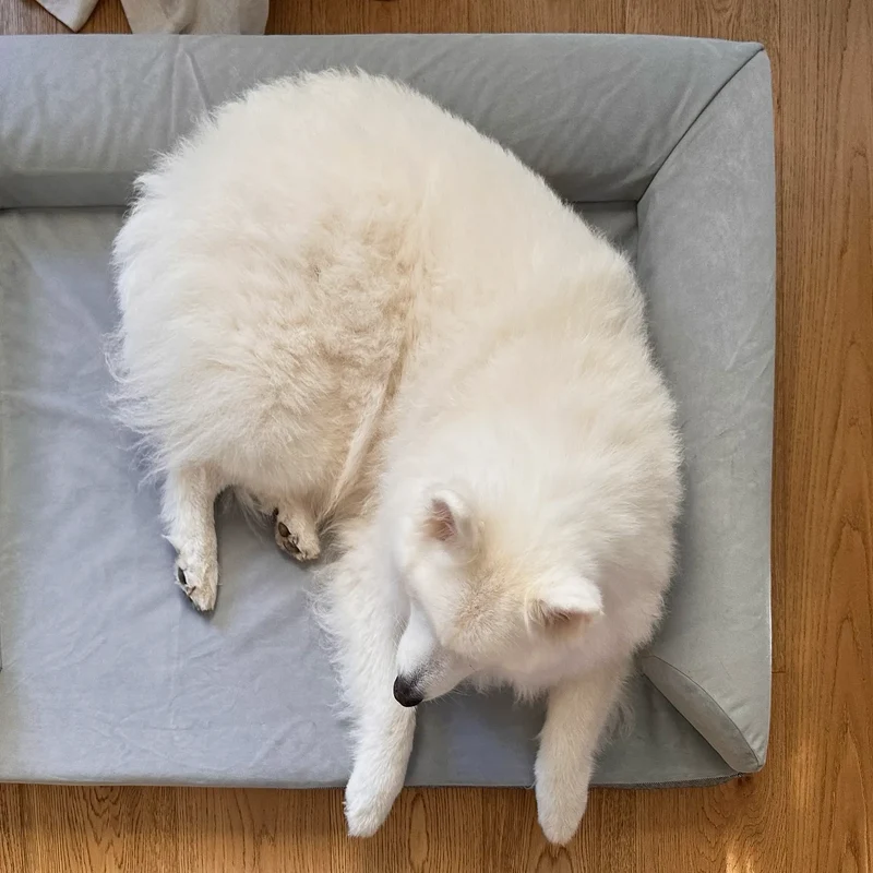 Fluffy white Samoyed resting on a grey dog bed.