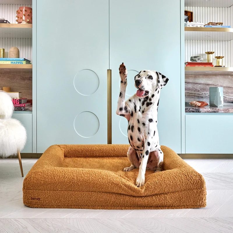 Dalmatian sitting up with a paw raised on a Barney Bed in a Teddy Cover in Golden