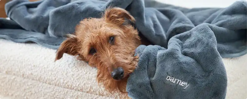 Irish Terrier resting on a cosy pet bed with a soft grey blanket embroidered with "barney"